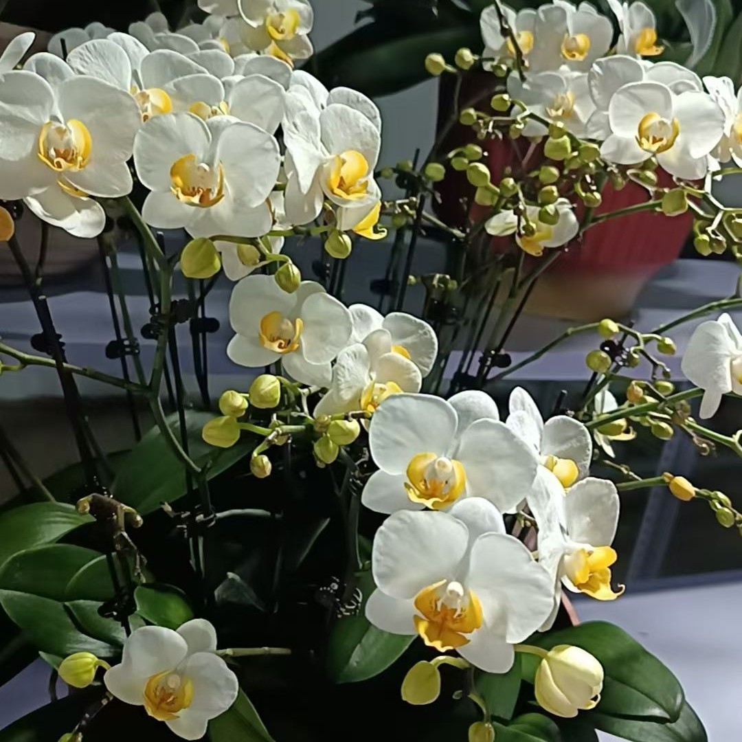 蝴蝶兰（水仙）小粉色蝴蝶兰 3到5朵花，带花苞，双枝或三枝花剑