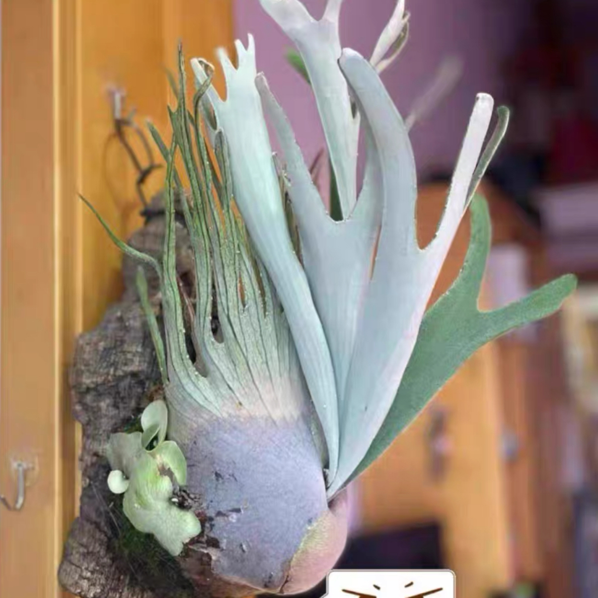 野银小1鹿角蕨 杯苗孢子苗 包邮