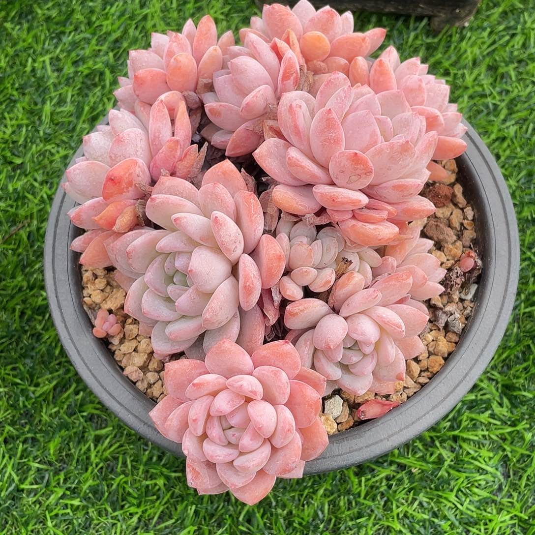 梦之雪群生多肉植物一物一拍