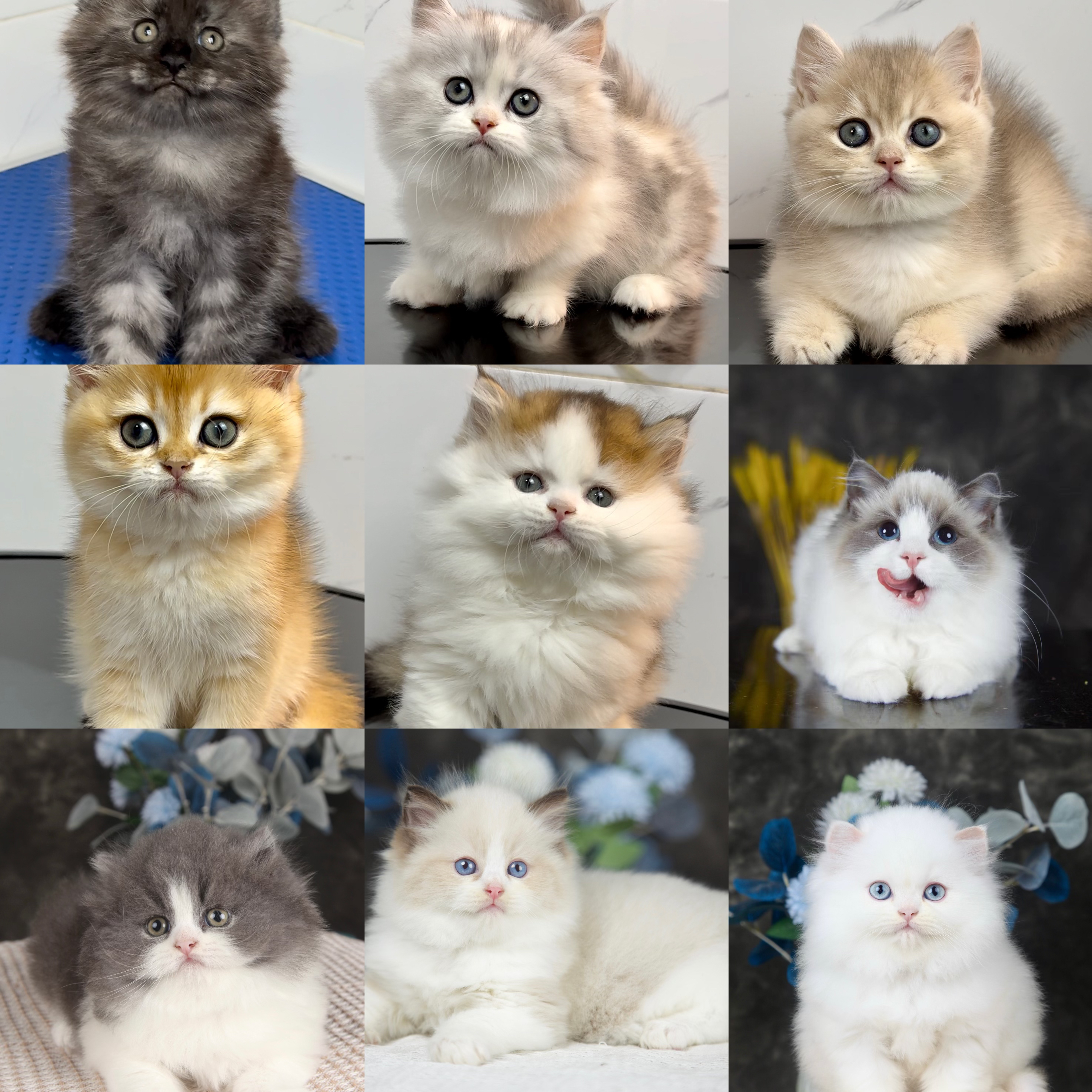 《猫叔叔专用》布偶金豆子蓝白 猫咪活体