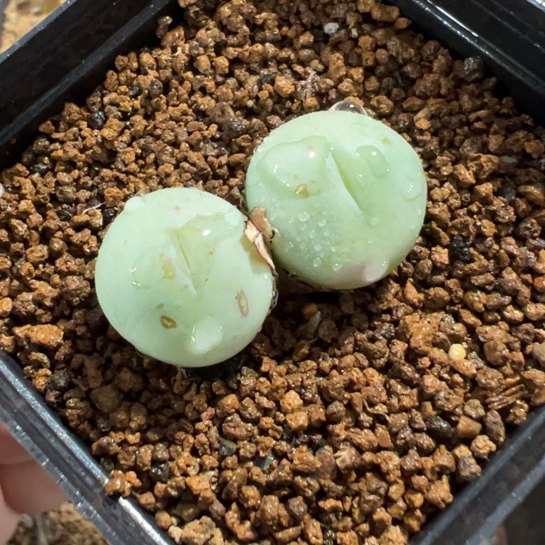 6-11白花大g多肉植物