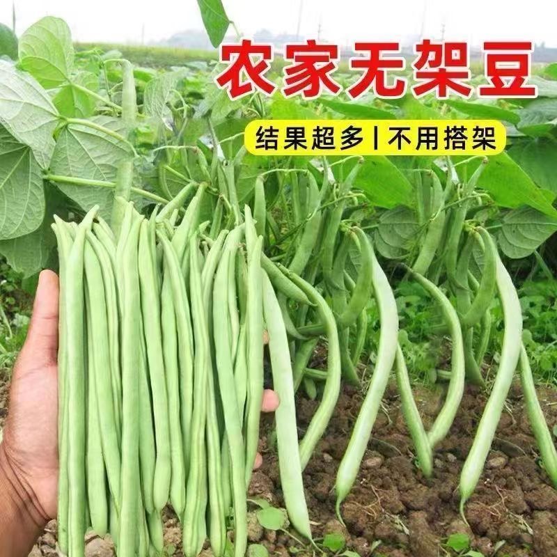 （全场满5元包邮）无架四季豆种子矮生不搭架阳台可盆栽蔬菜青菜种