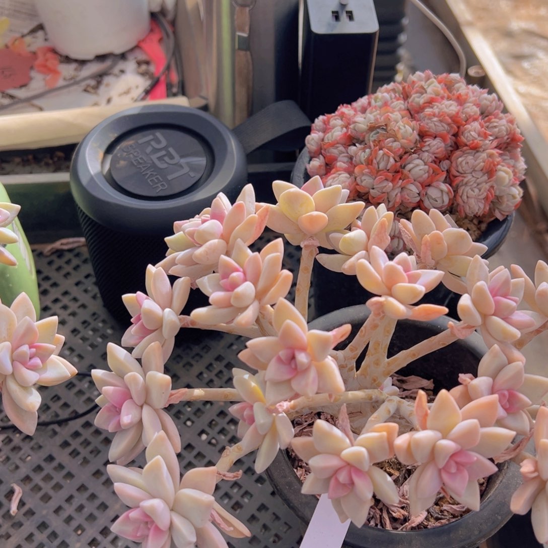 香玉的故事是一个人的故事