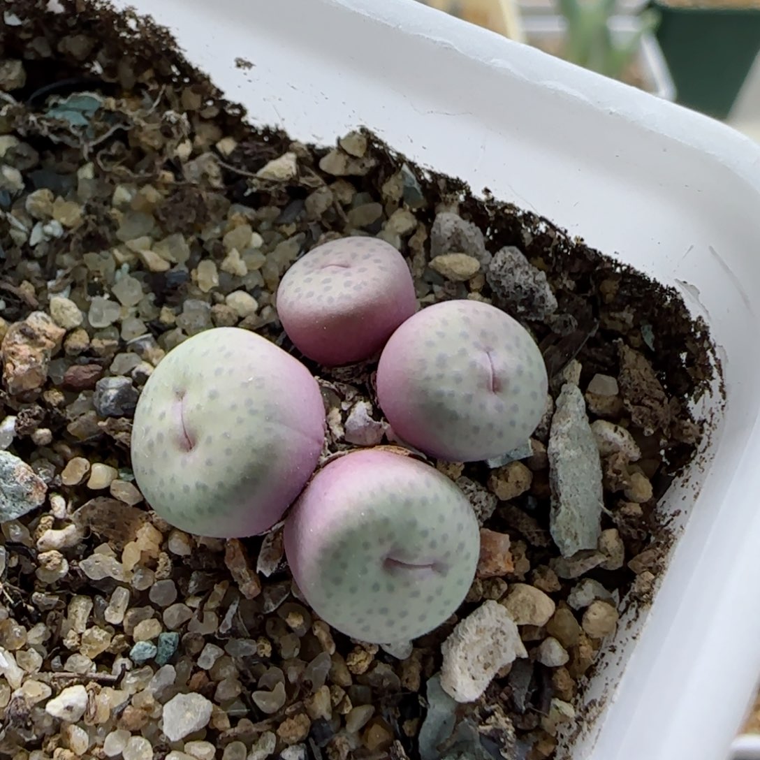 1-20-7-2当天满58包邮奶油嘟嘟嘴多肉脱土