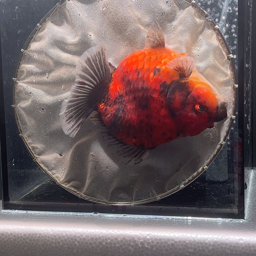 金鱼043。    99999999999