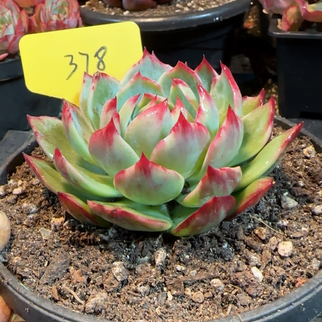花脸拉丝惊鸿一物一拍包装收缩花旱378