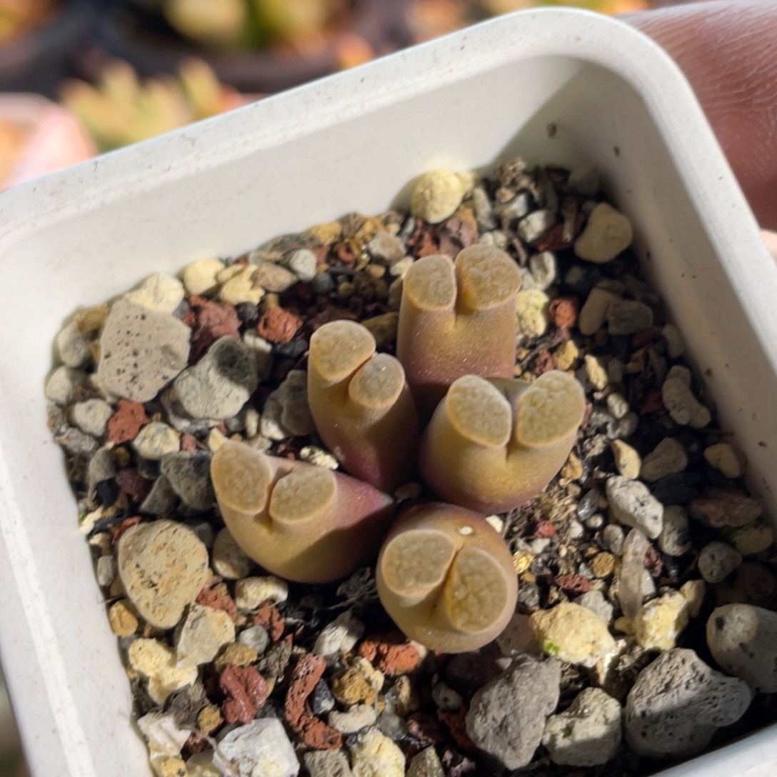 磁铁植物一物一拍