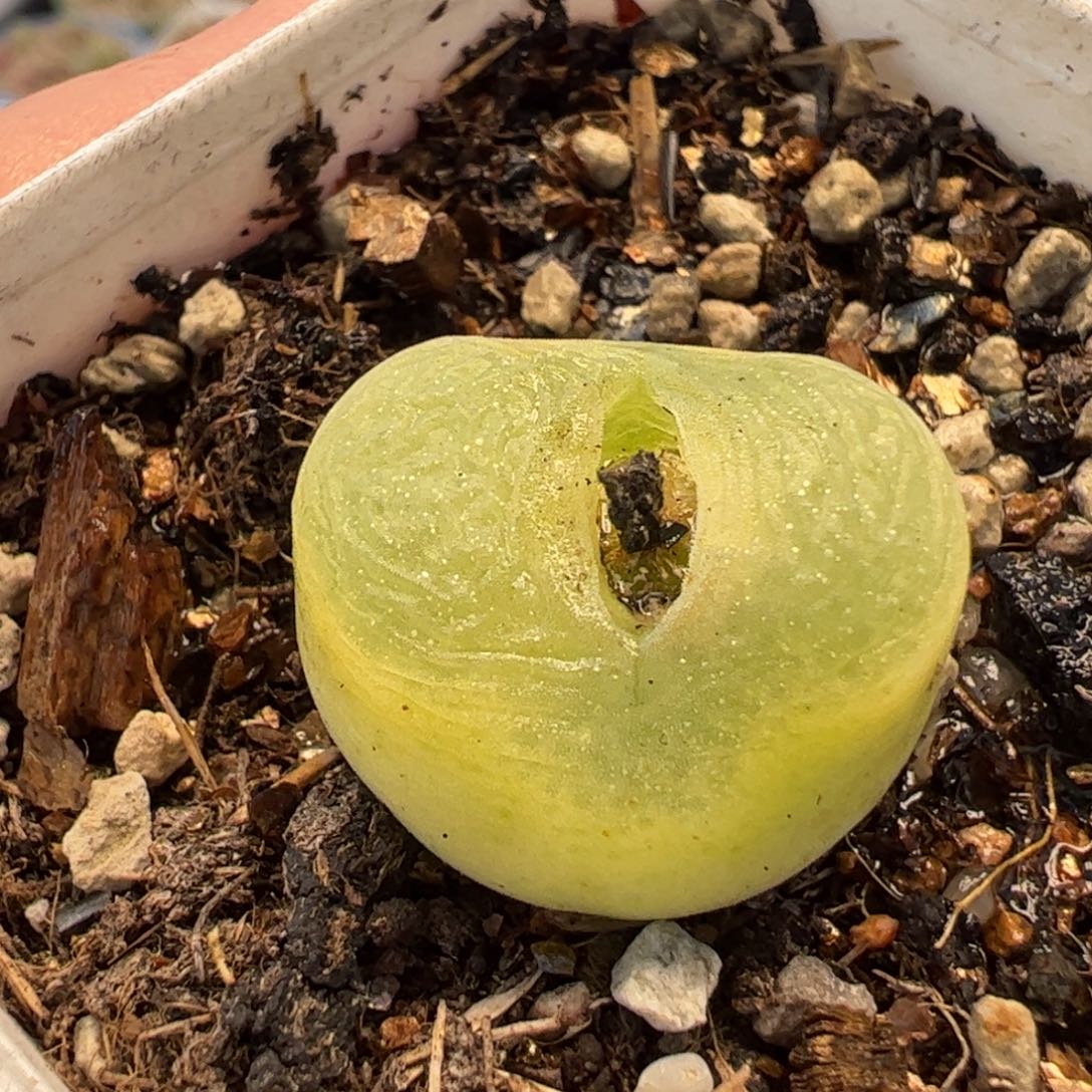 225多肉植物百科