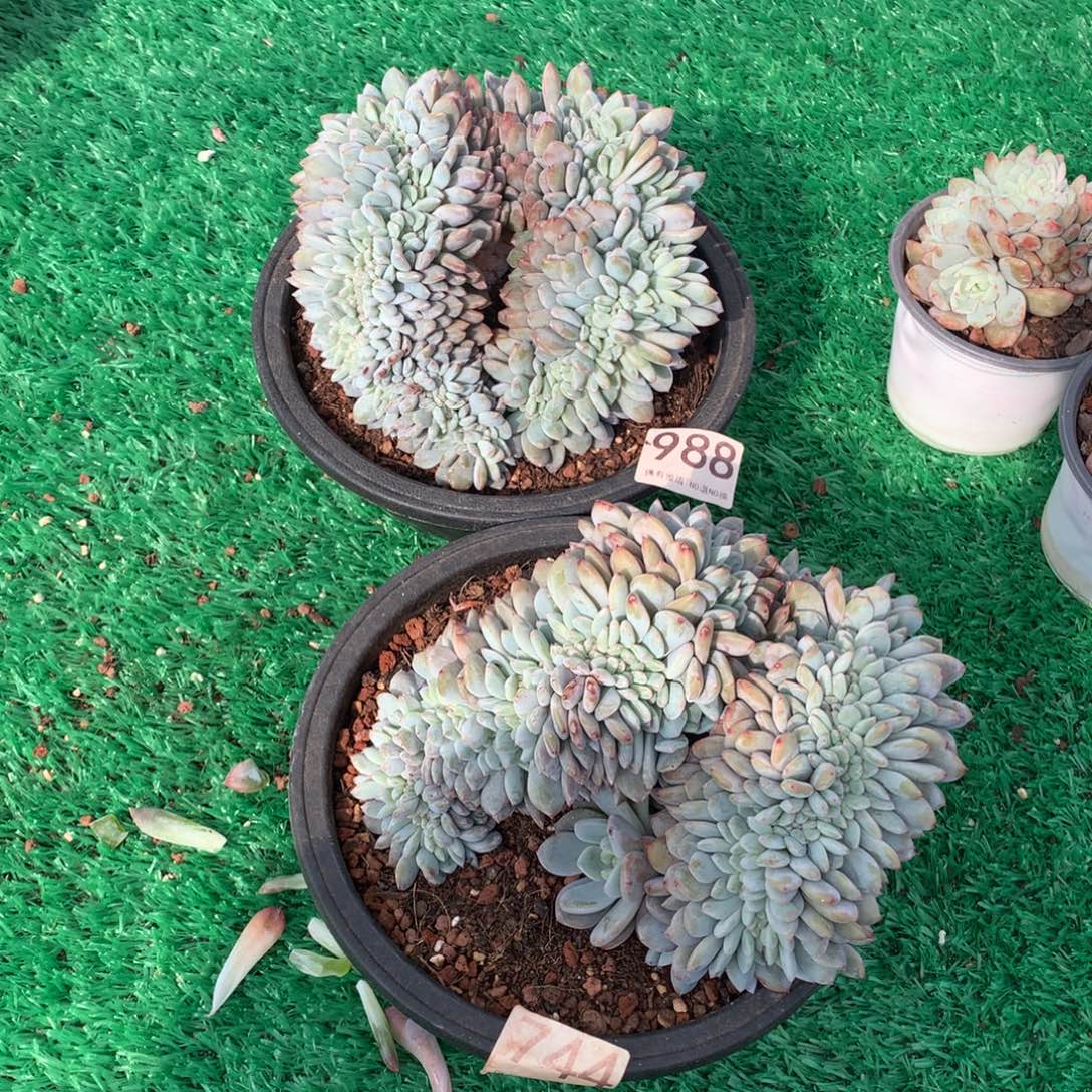小***鱼988橙子缀多肉植物组合