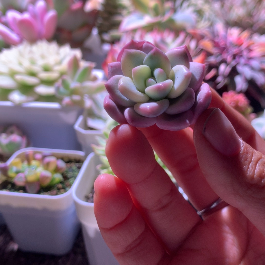 白马覆轮锦砍头无根