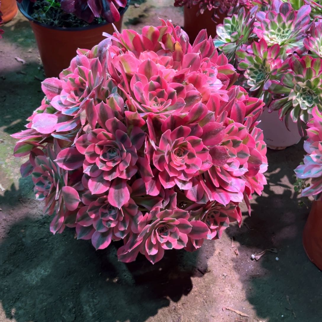 多肉植物女巫238