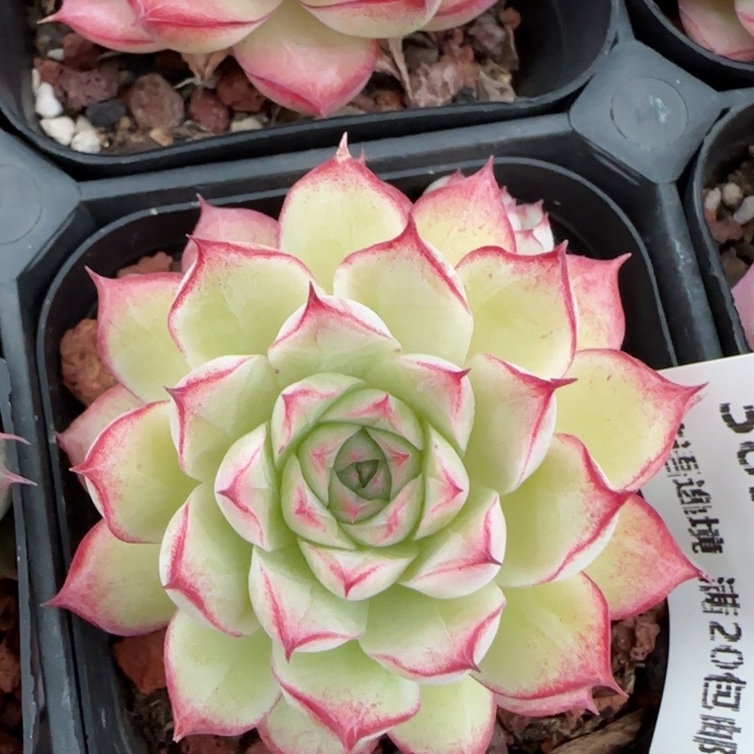 花语逸镜0128-389