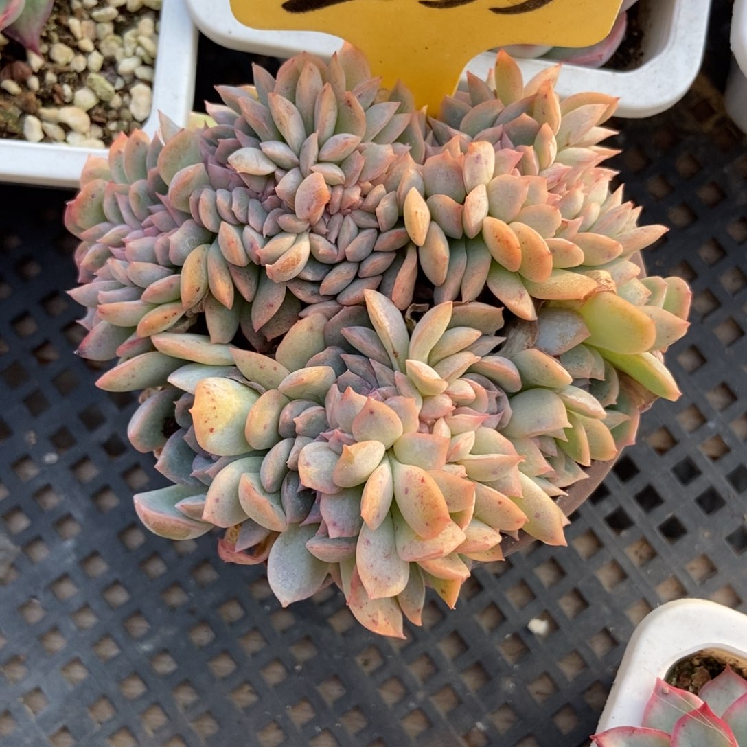 2055爱沙公主多肉植物多肉