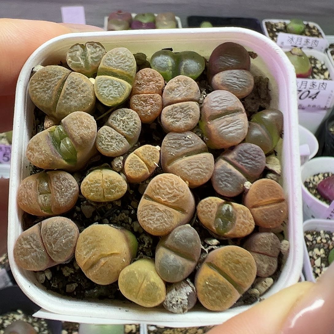 710蛋糕风铃带盆土发货