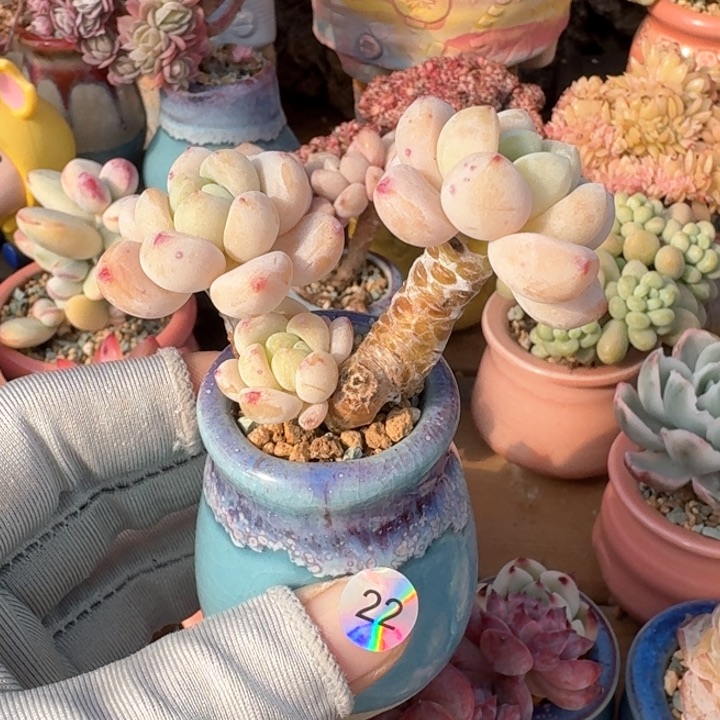 22 多肉含盆土 满30元包 除偏远