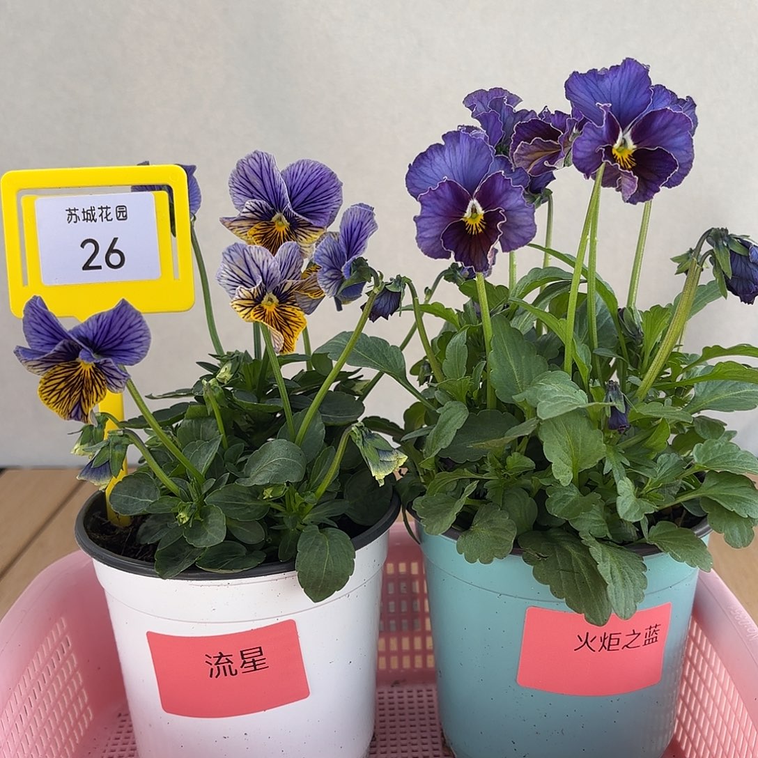 大部分开放少量花苞26