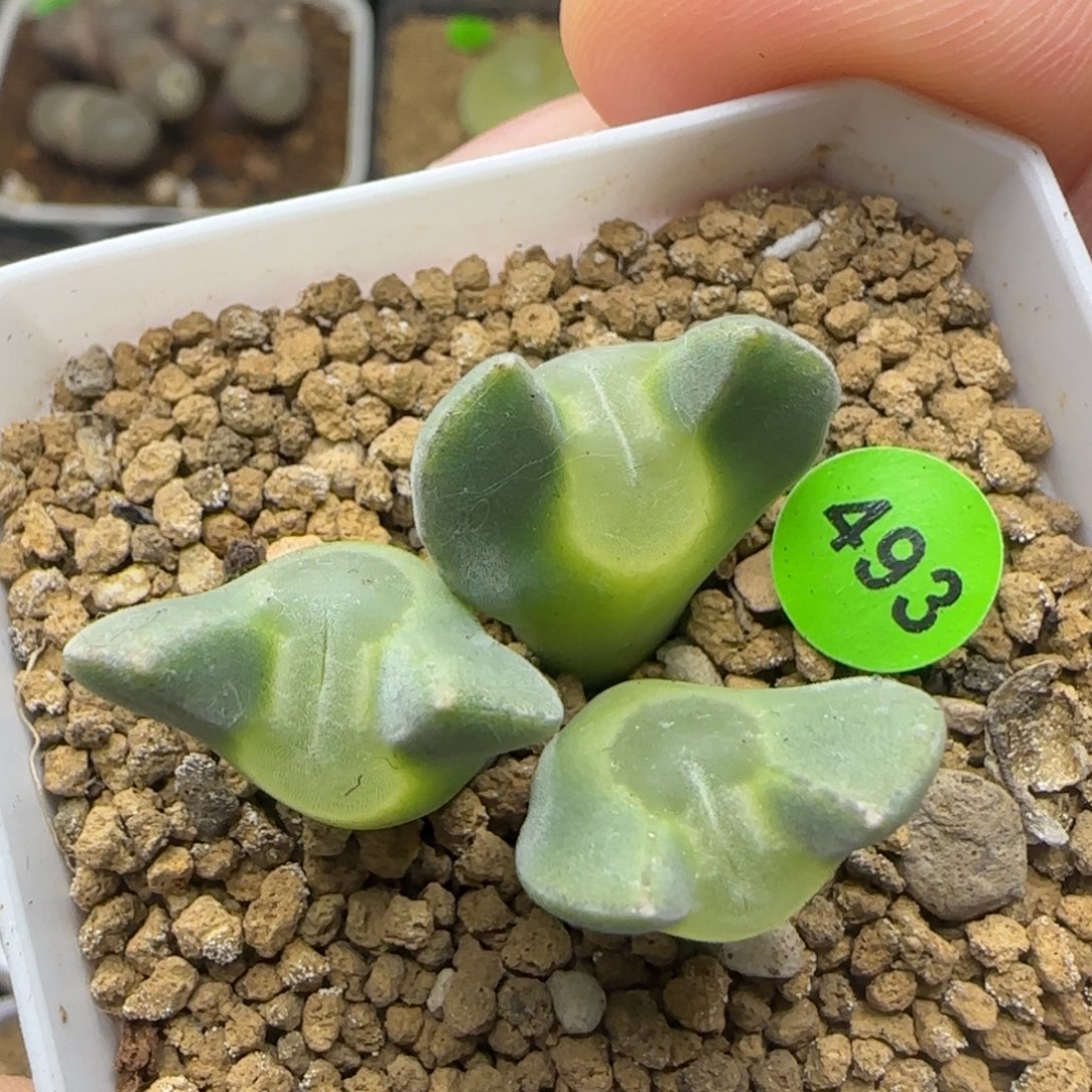 短耳朵大眼睛空蝉群多肉植物493