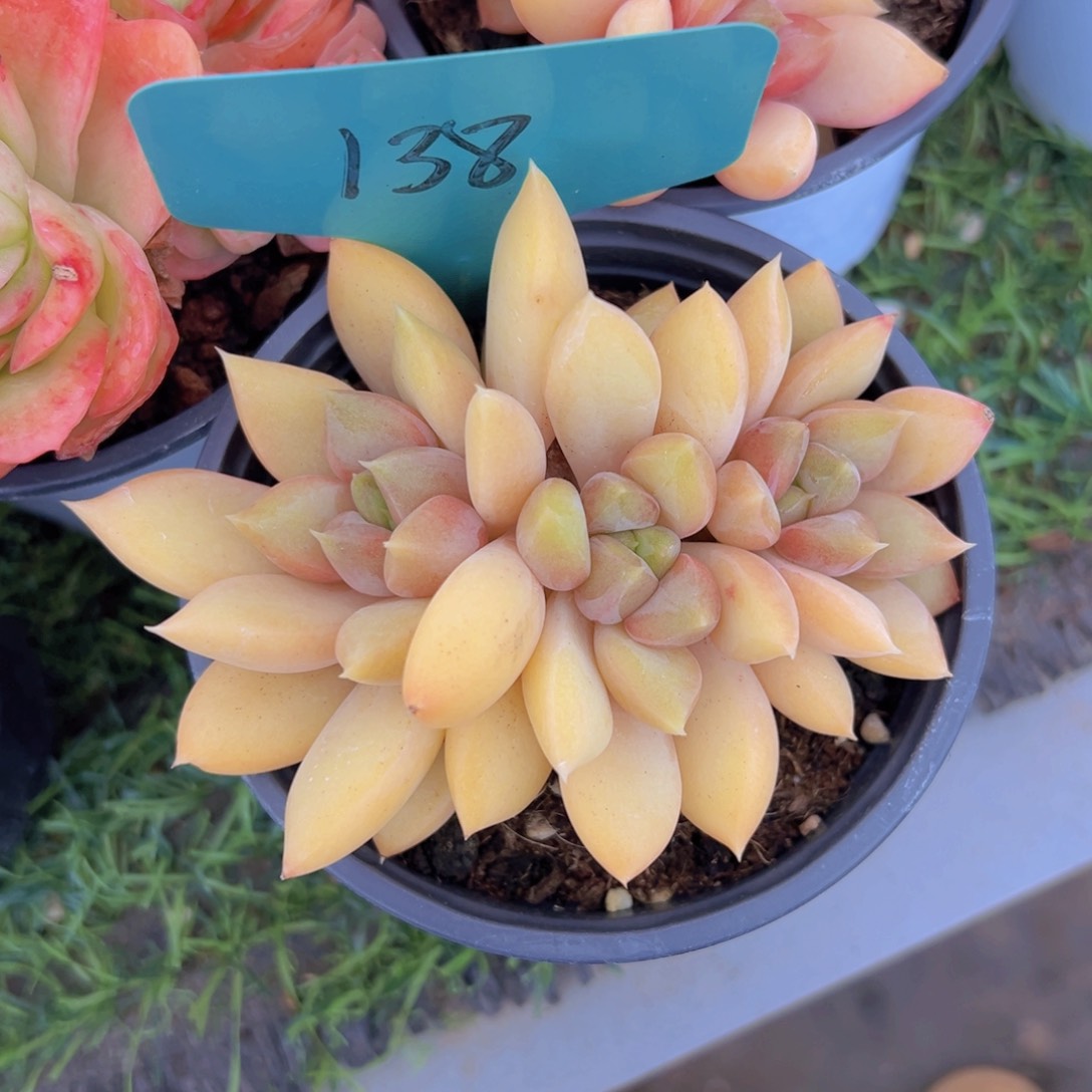 香玉的故事是一个人的