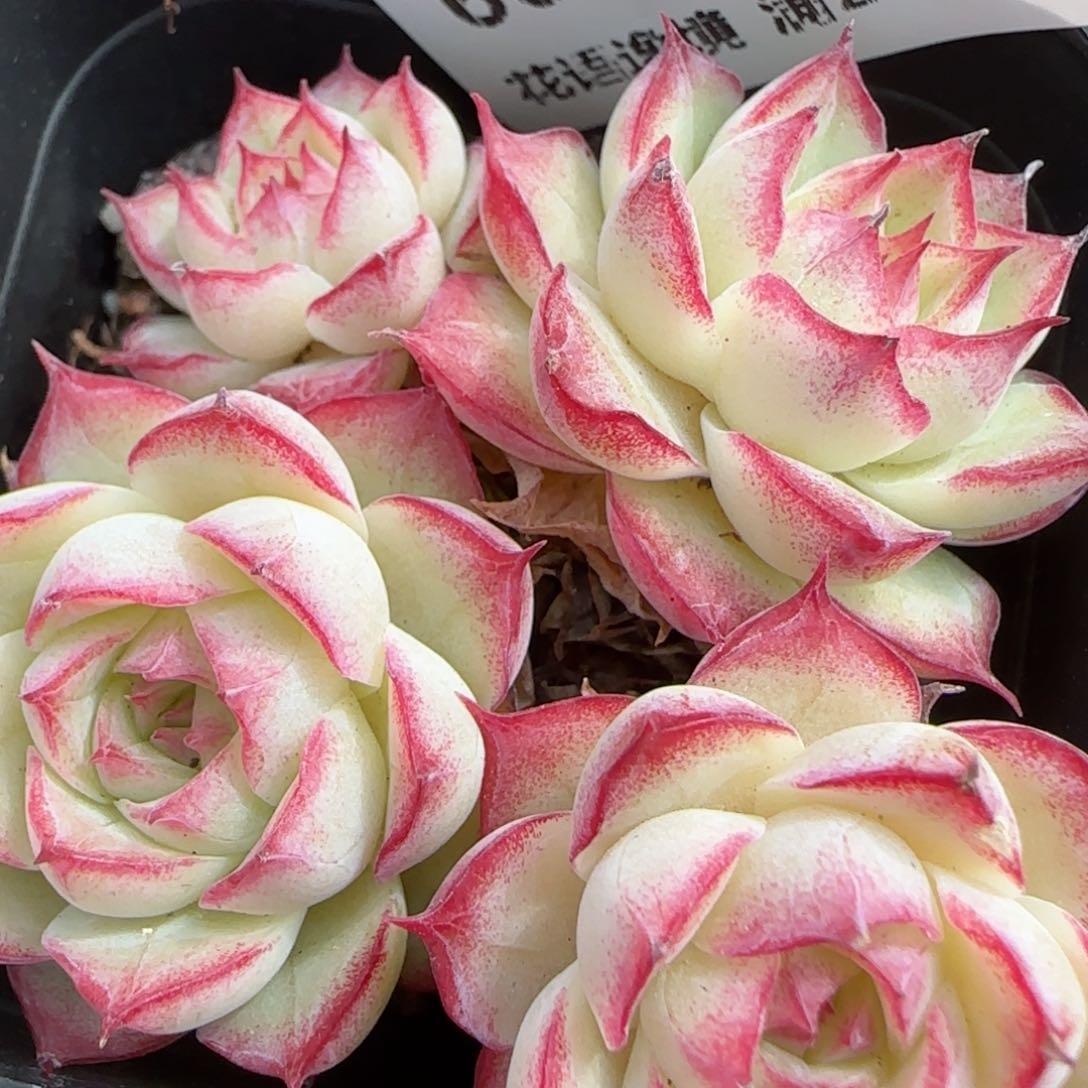 花语逸镜0131-664