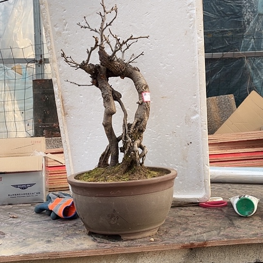 完全开放棠梨老桩盆景开花结果