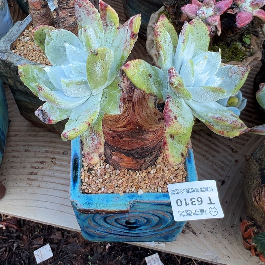 6310苹果雪山仙女杯