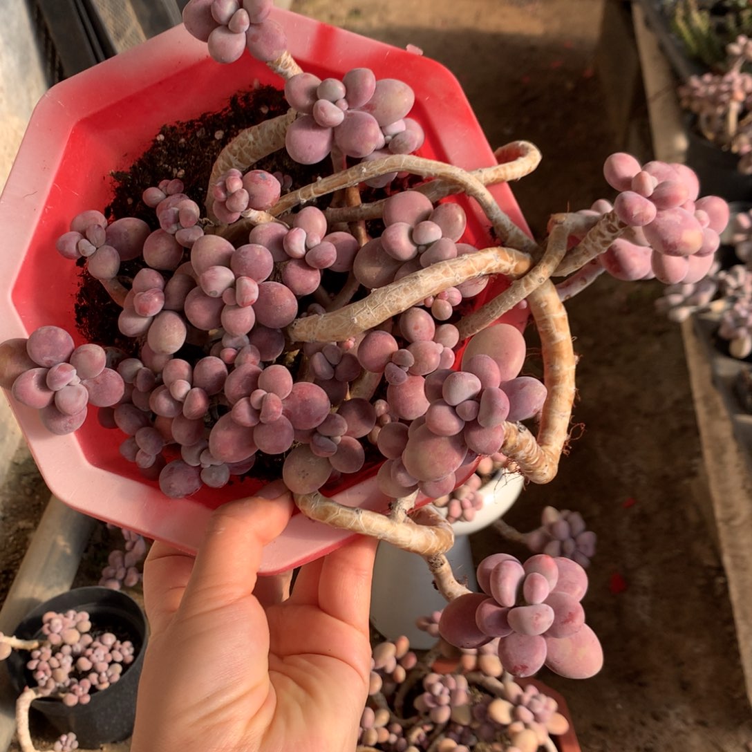 桃蛋老桩不带盆37号