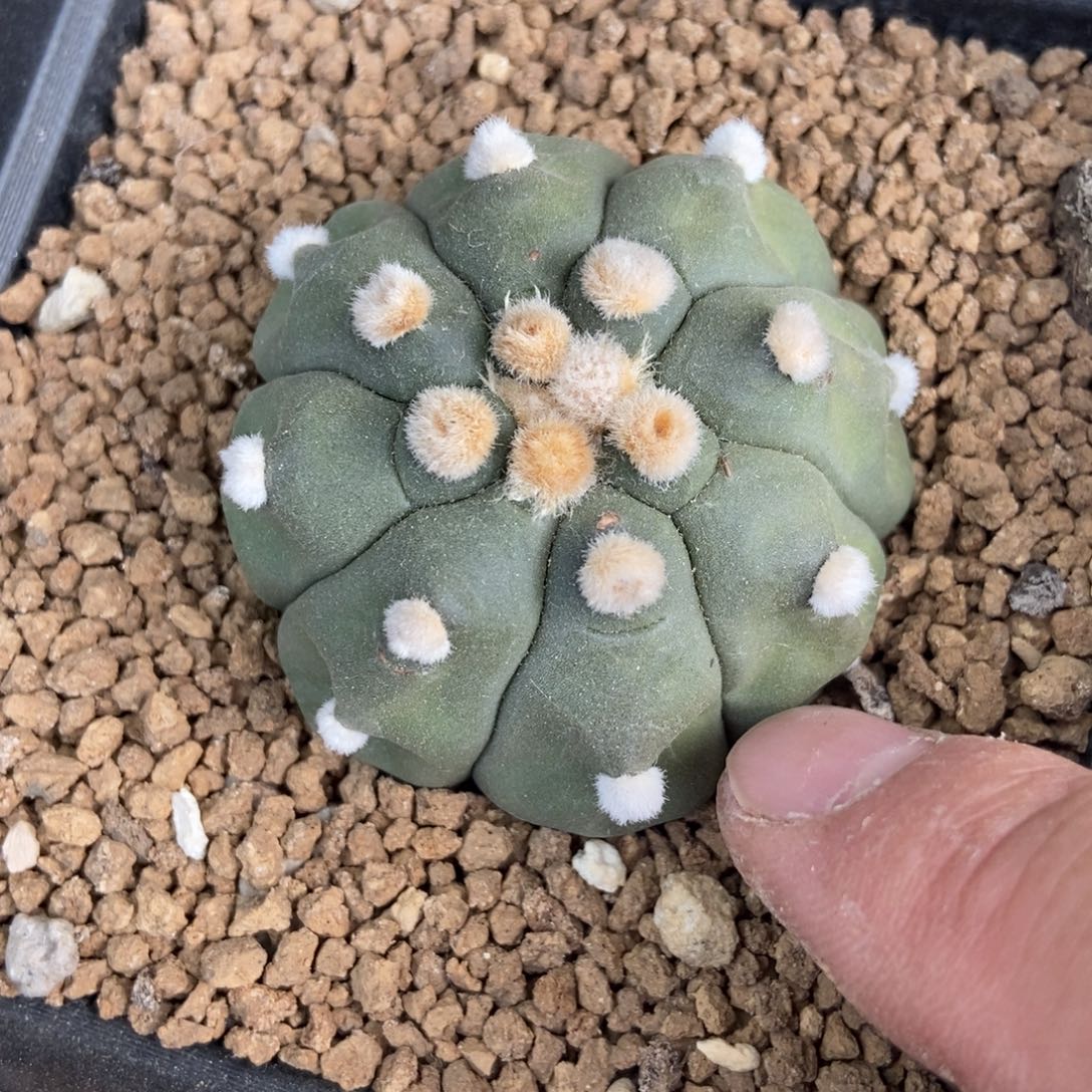 雨爱仙人球开花了吗