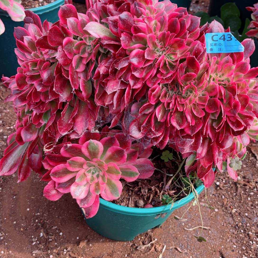 多肉植物439红袖