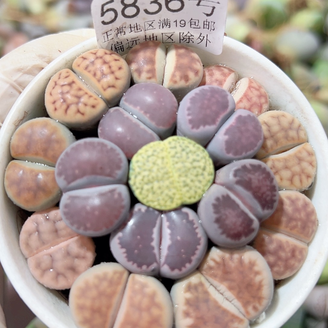 5836 好养易活生石花大母本