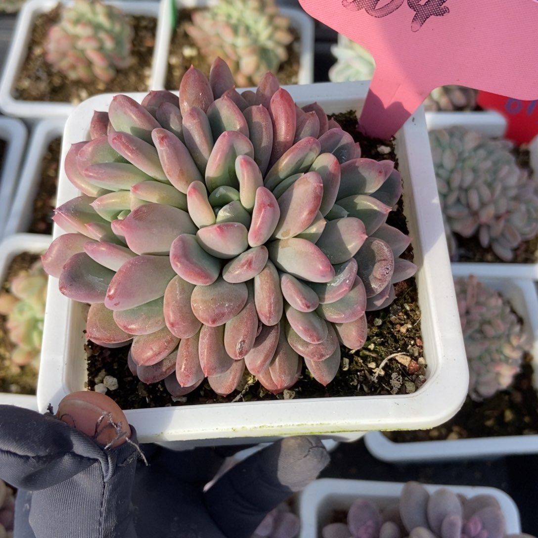 304粉珍妮多肉植物