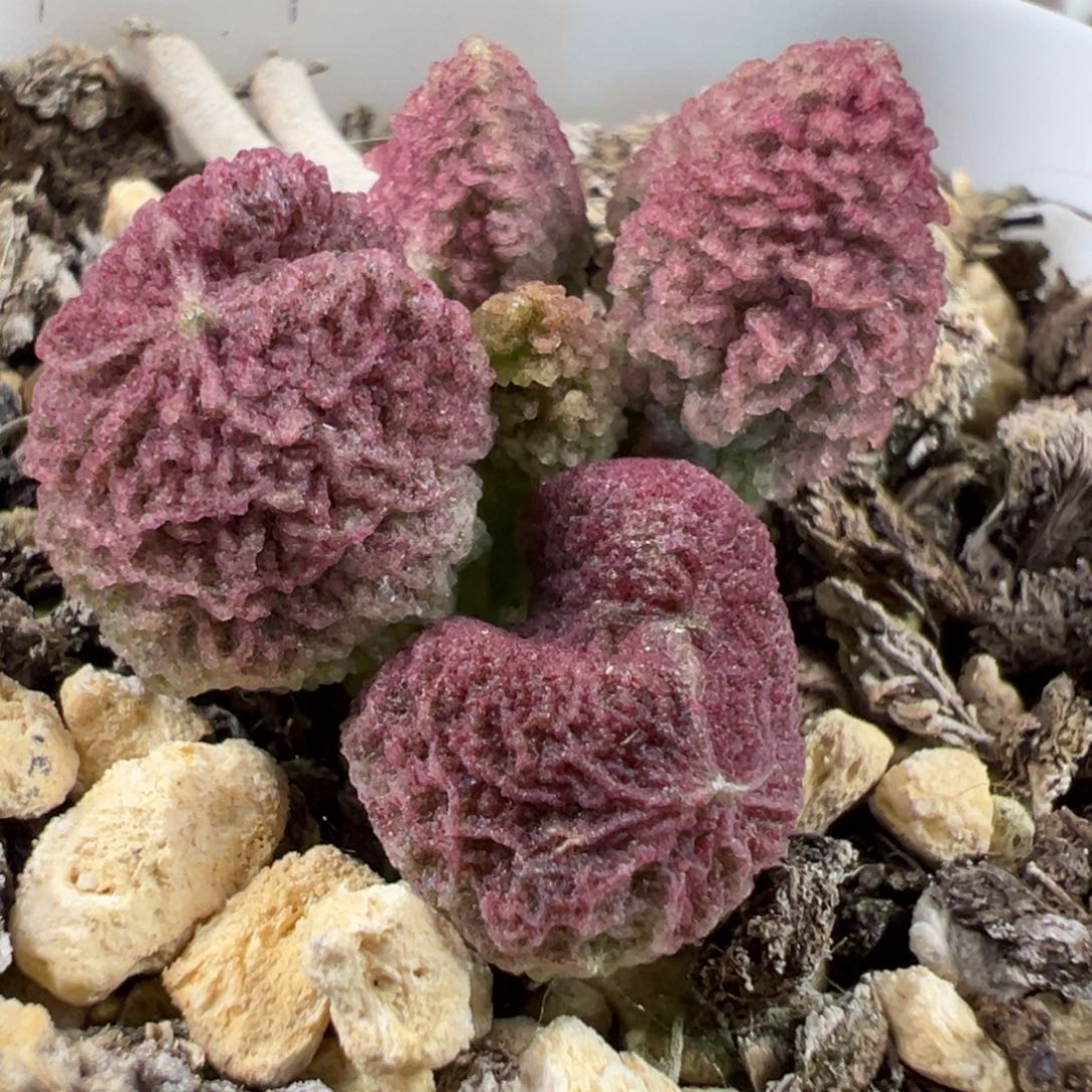 实生新品多肉植物水泡多肉植物水泡