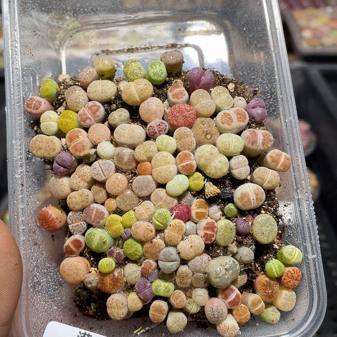 964当天凑满十八元包邮生石花