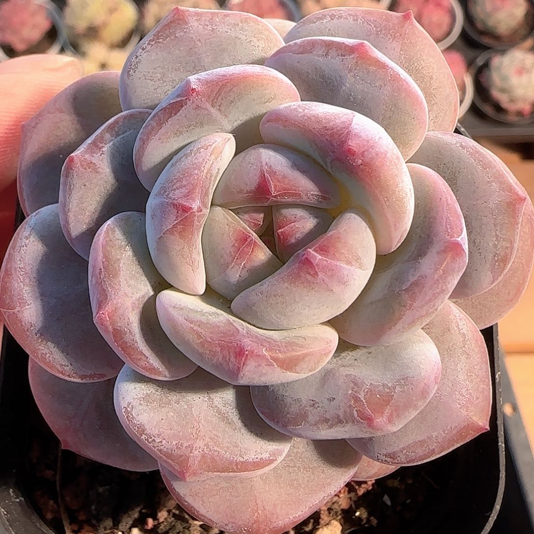 多肉1207-124石榴籽星影