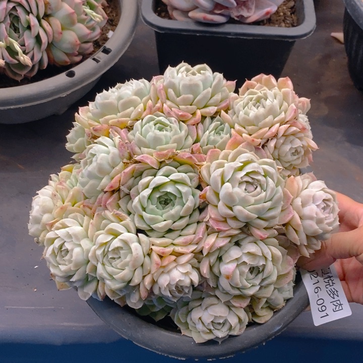 夏悦多肉 0216-91白月影