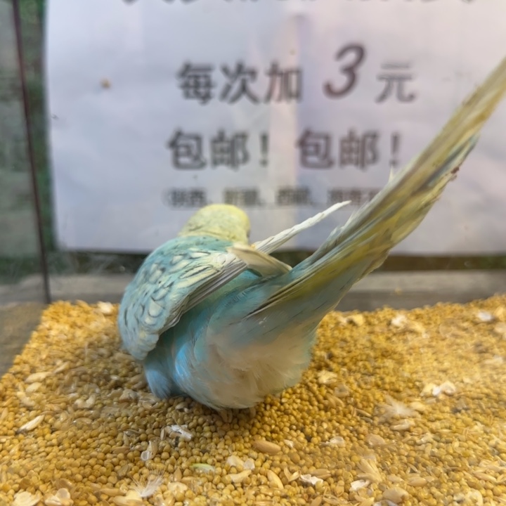 虎皮鹦鹉大头虎皮鹦鹉