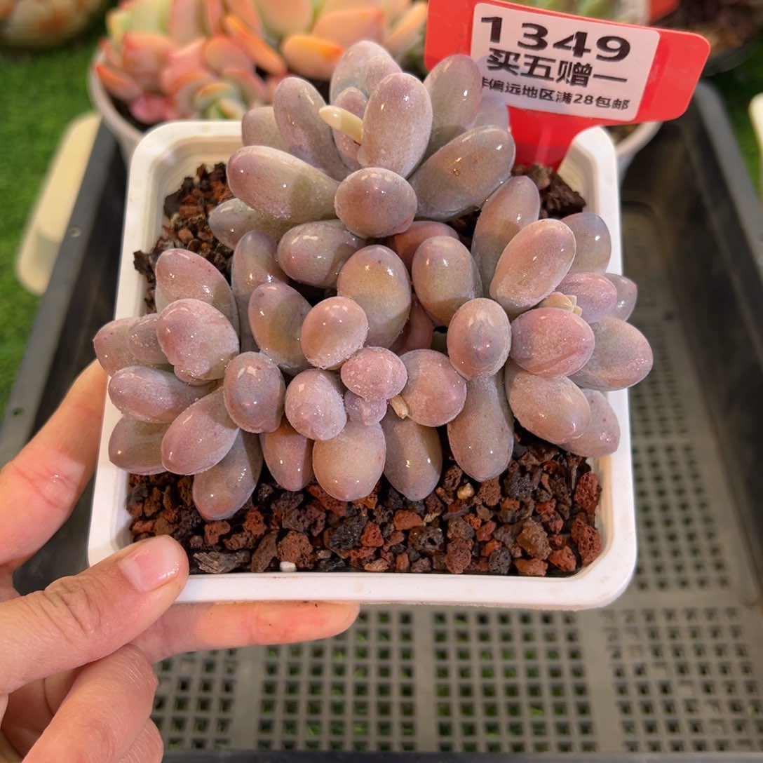 表妹精品多肉1349.