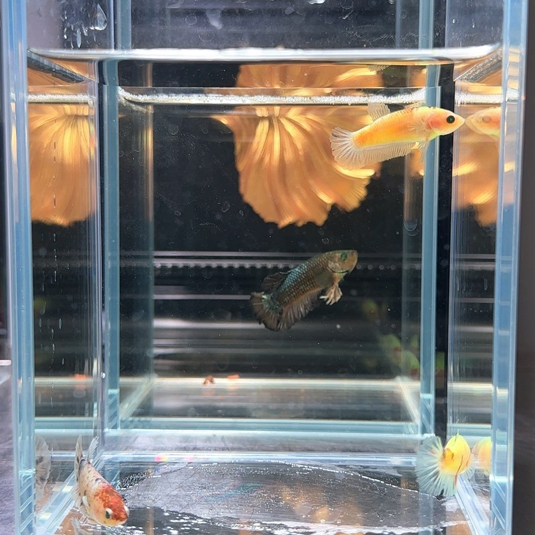 斗鱼活体观赏鱼好养耐活