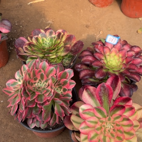 087多肉植物组合