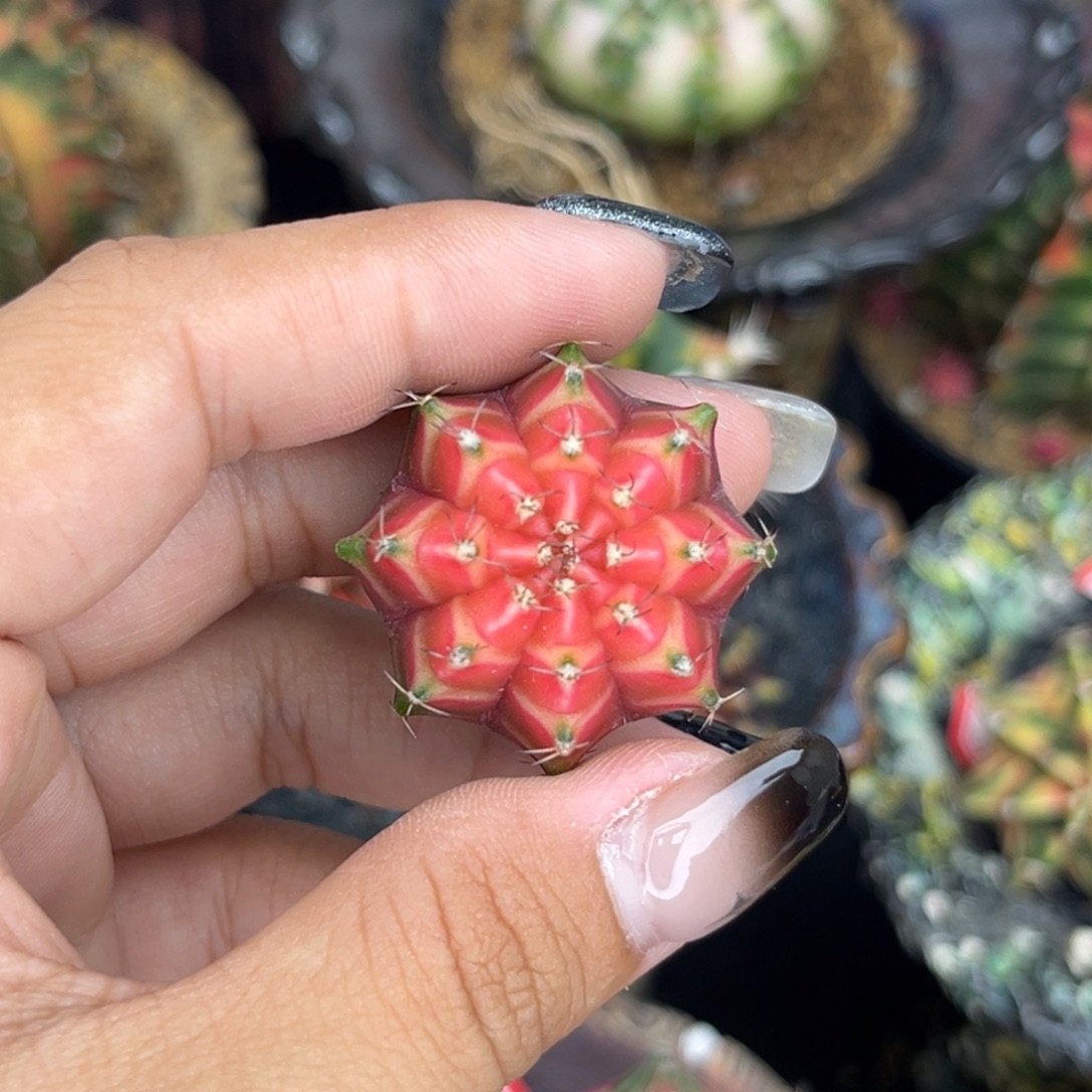 穹顶米哈锦 实生 裸根福利