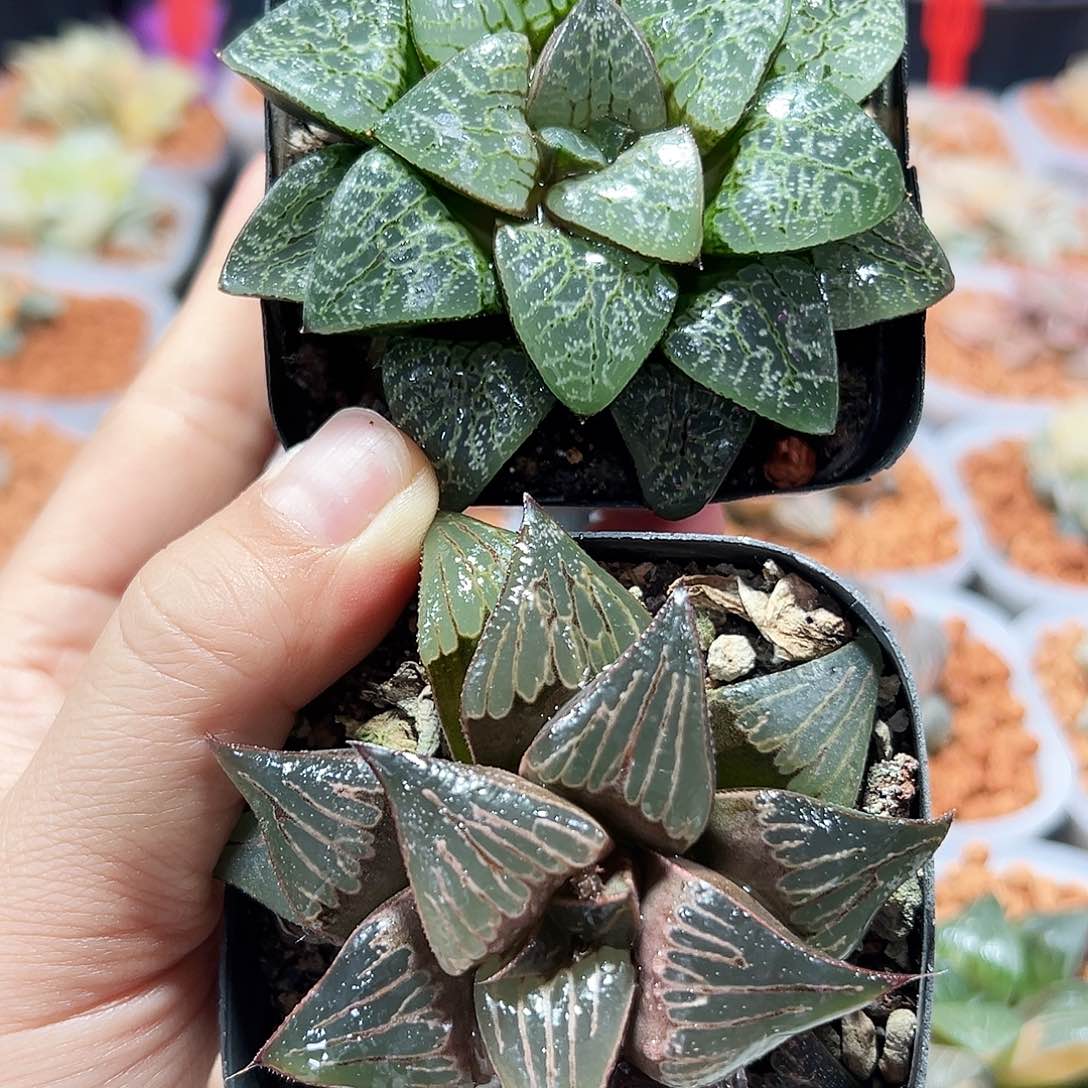 _****子十二卷多肉2克多肉