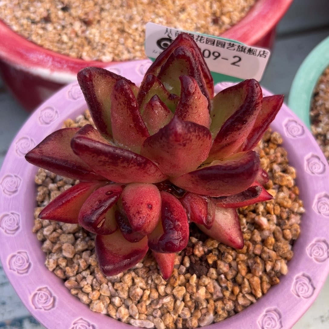 多肉一物一拍0209-2