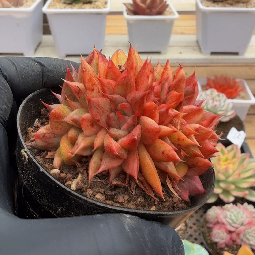 1203-79雷欧怕得锦