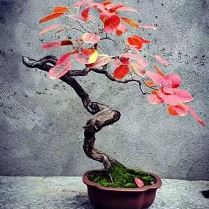 红叶黄栌精品生桩可作盆景景观树