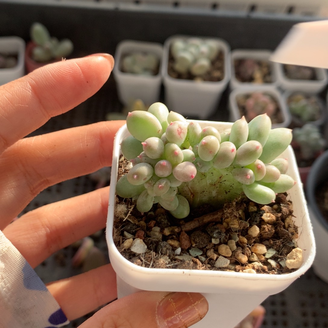 板子，特价，福利不售后