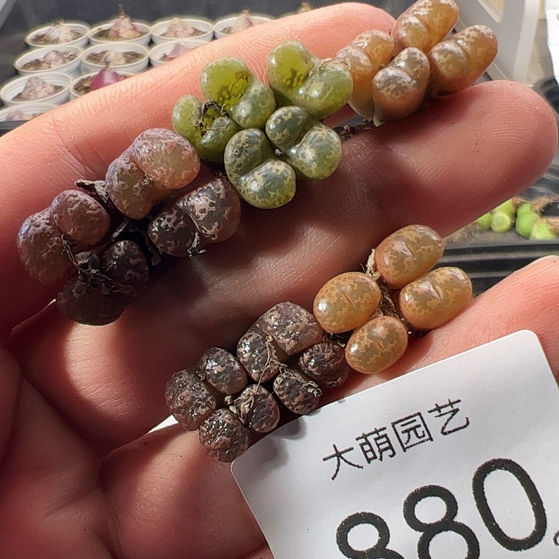 一物一拍。        880