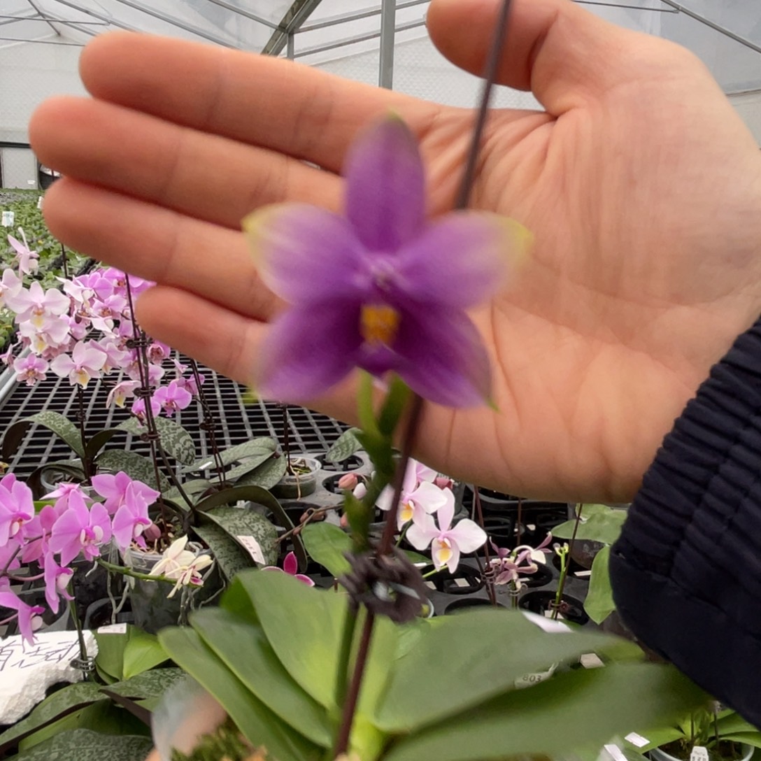 大部分花苞少量开放JG2322编号801