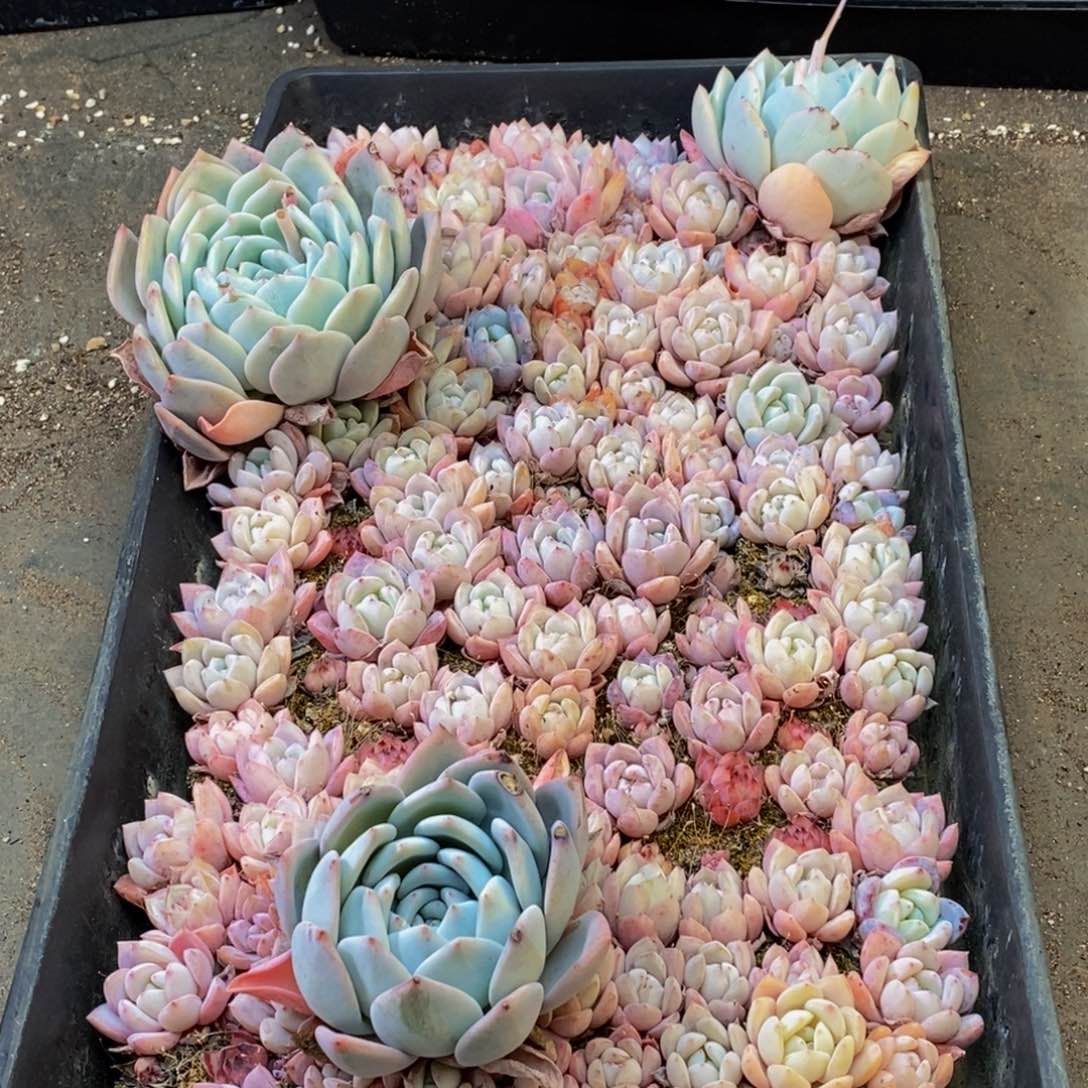 842多肉植物保护研究所所长助理