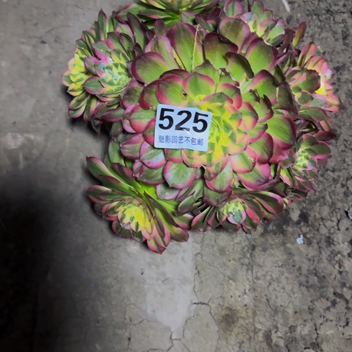 海王花29-25包邮花花