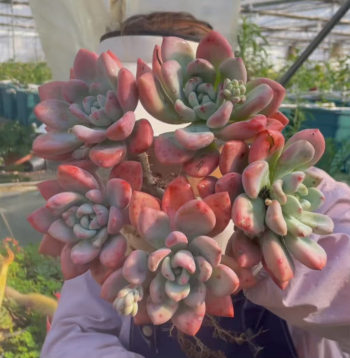 奥普琳娜新手好养精品多肉绿植园艺种植多肉办公室