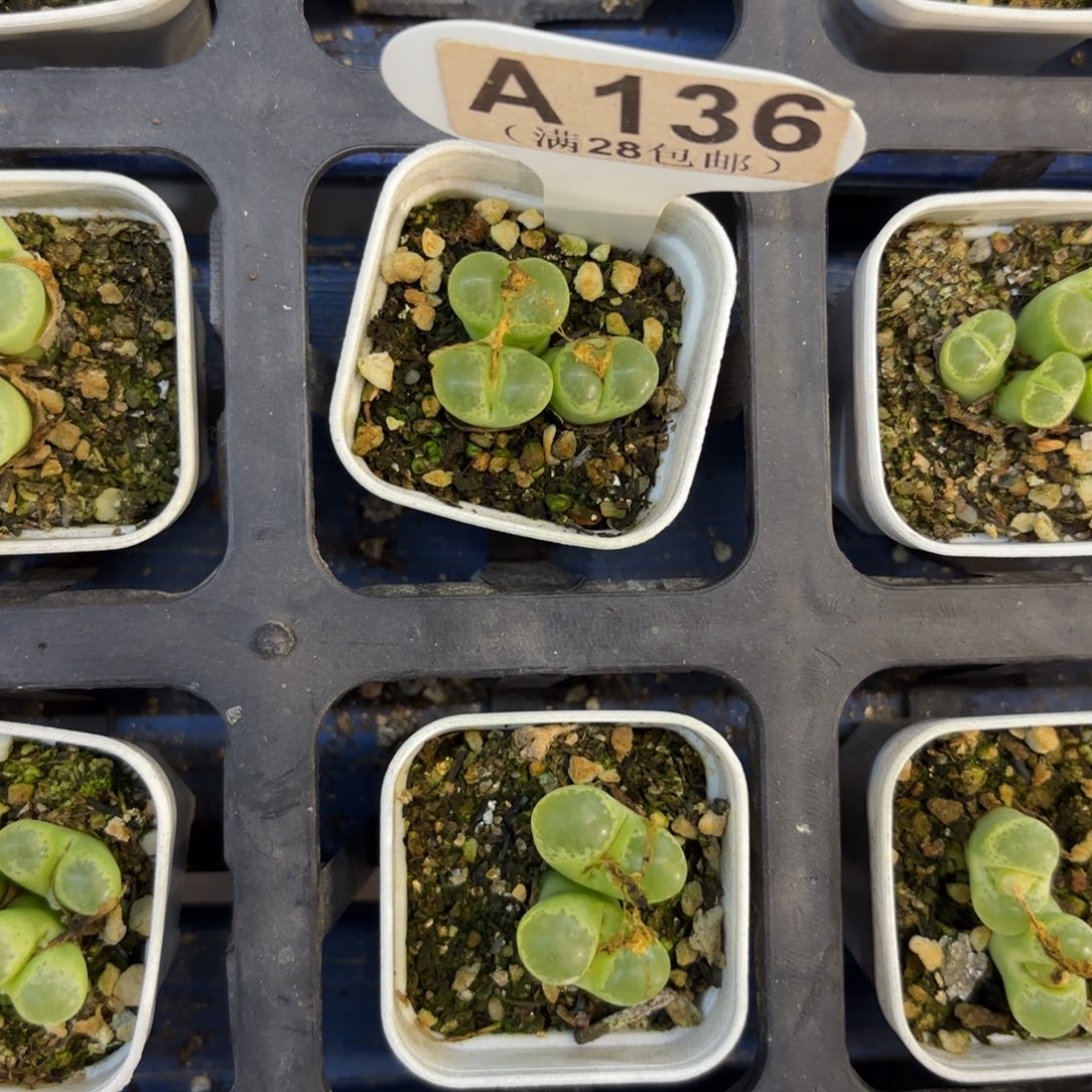 A136绿眼睛一物一拍